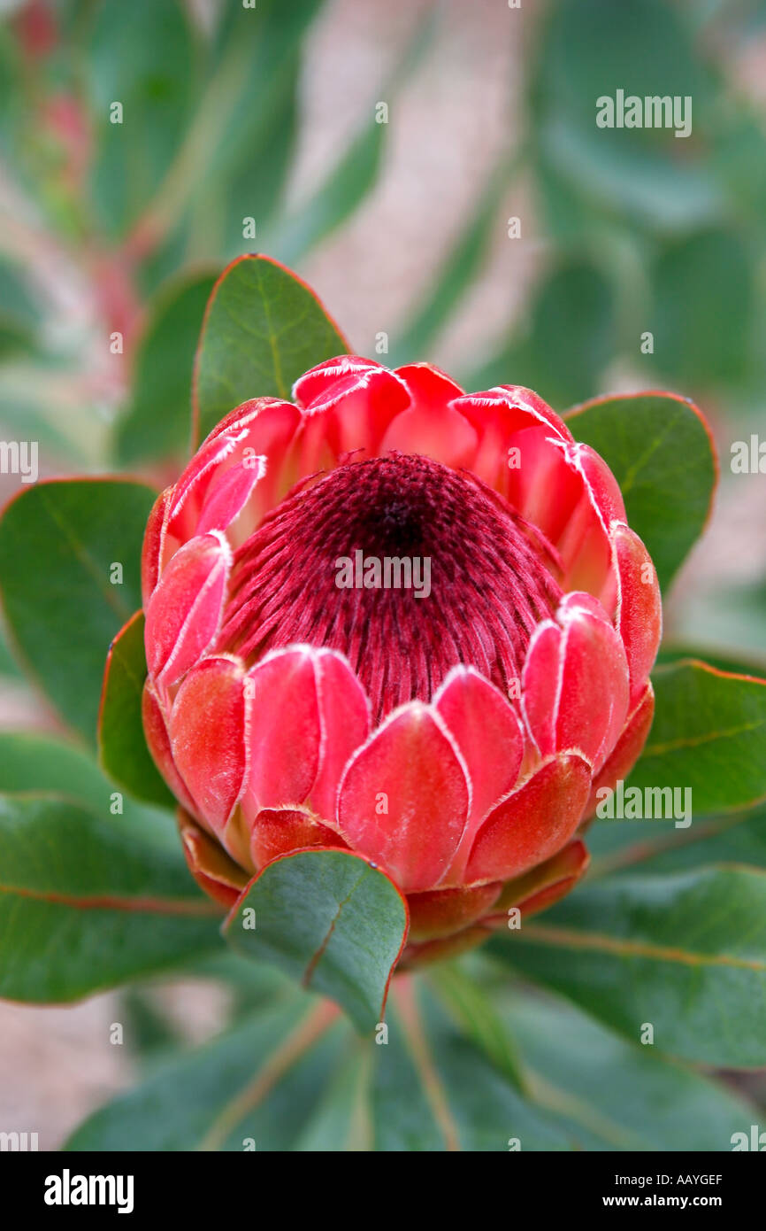 south africa cape town Kirstenbosch botanical garden protea national flower Stock Photo