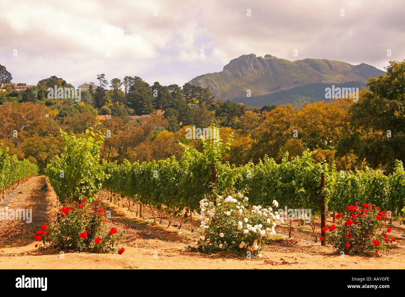 south africa cape town little constantia winery vineyard Stock Photo