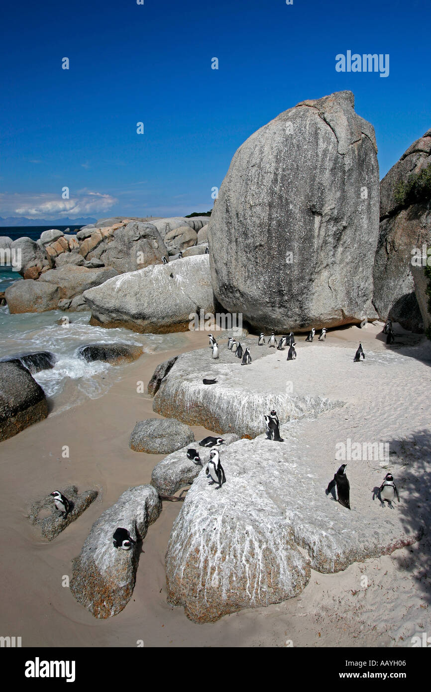SA simon s town boulders beach jackass penguin colony rocks Stock Photo