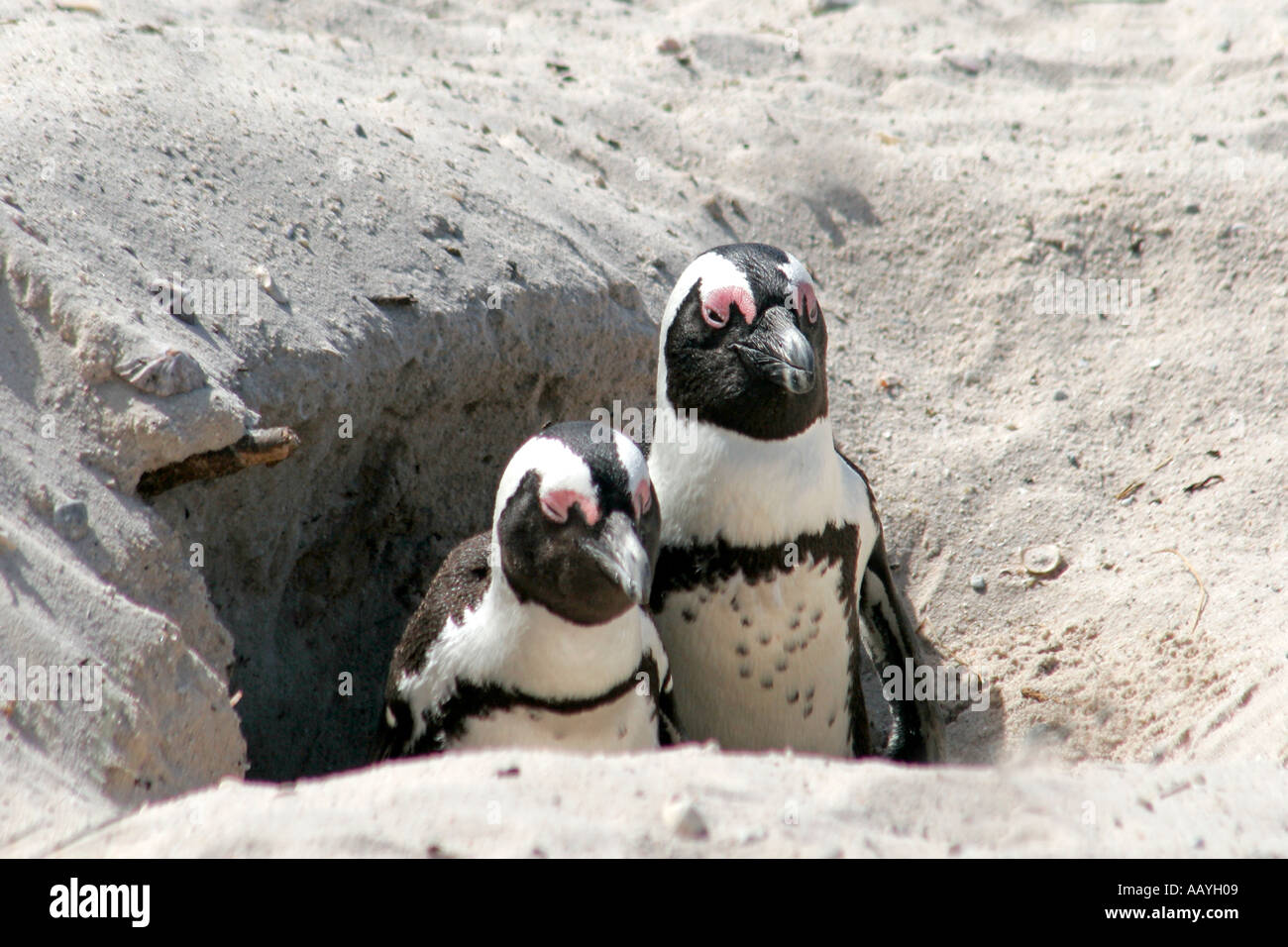 SA simon s town boulders beach jackass penguin colony couple in nest Stock Photo
