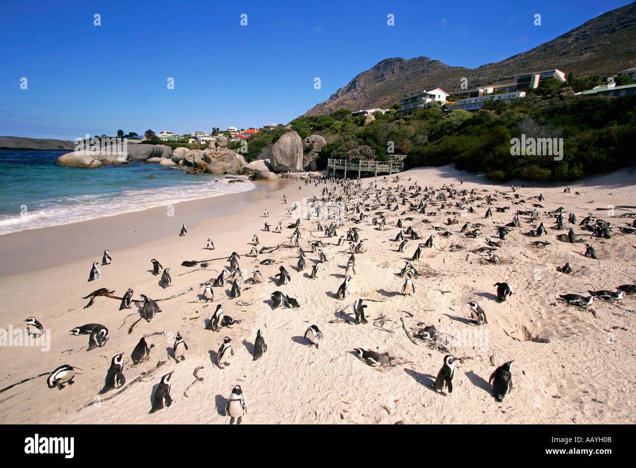 SA simon s town boulders beach jackass penguin colony on the beach penguins breeding Stock Photo