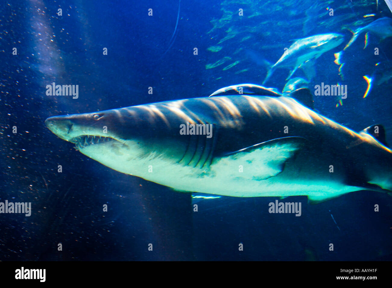 south africa cape town waterfront aquarium shark with baby Stock Photo