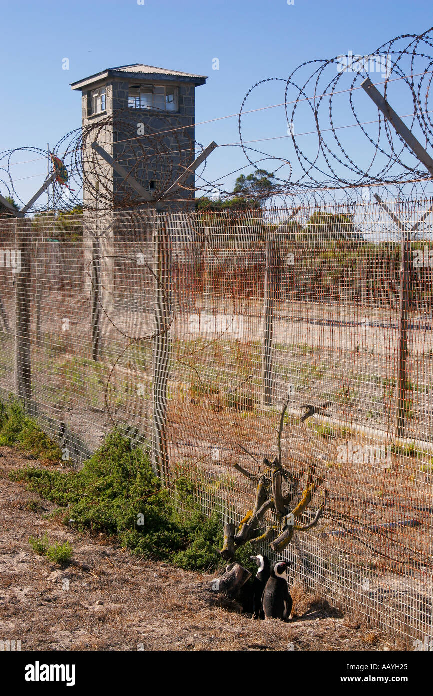 south africa Robben Island prison island of Nelson Mandela during apartheid Jackass pinguine Stock Photo