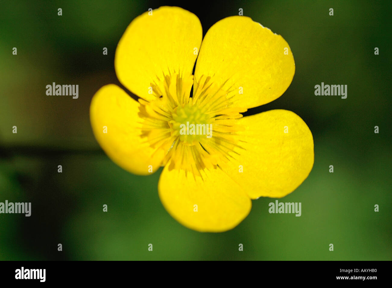 Wildflower Buttercup Stock Photo