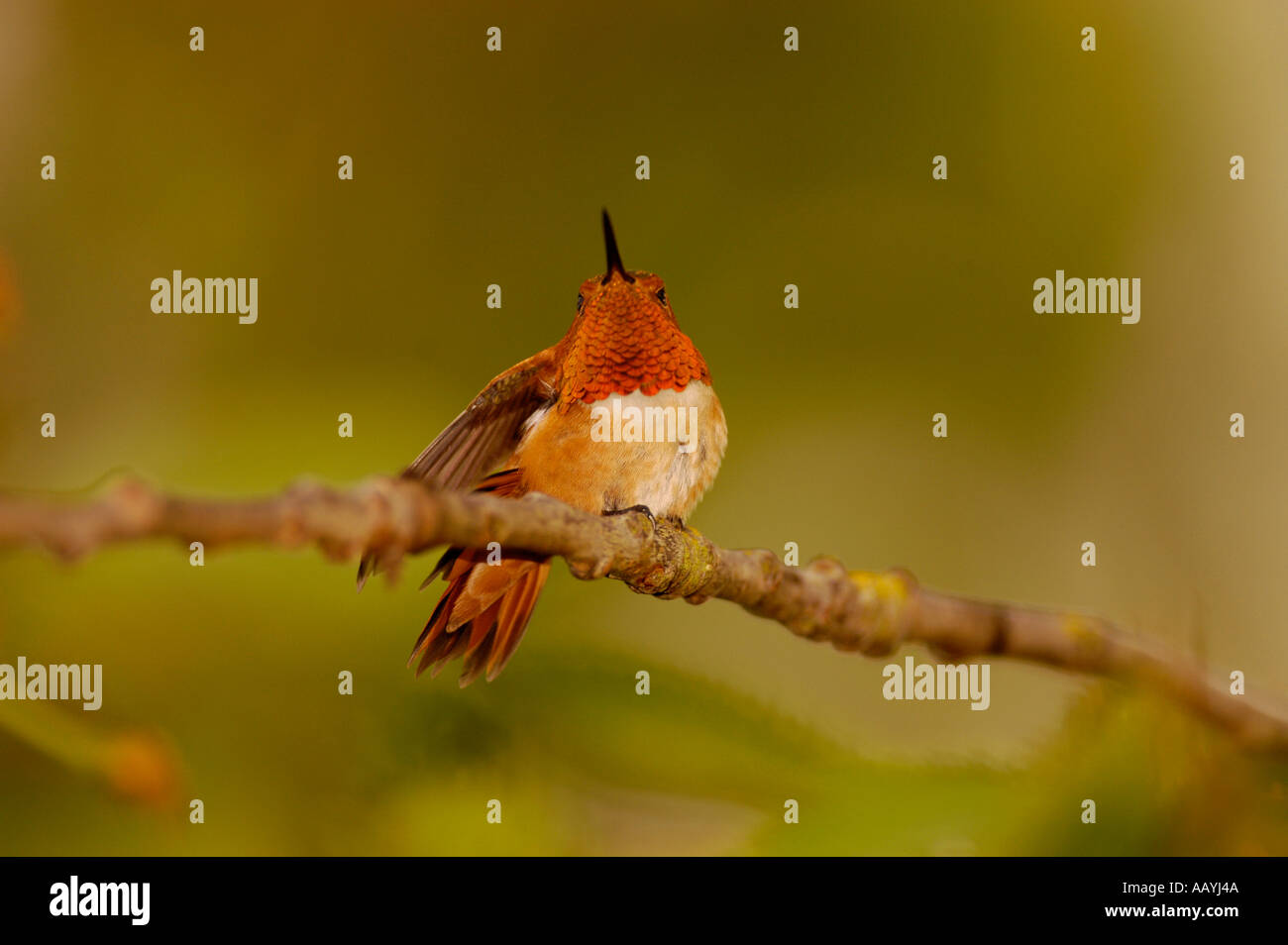 Rufous Hummingbird Stock Photo