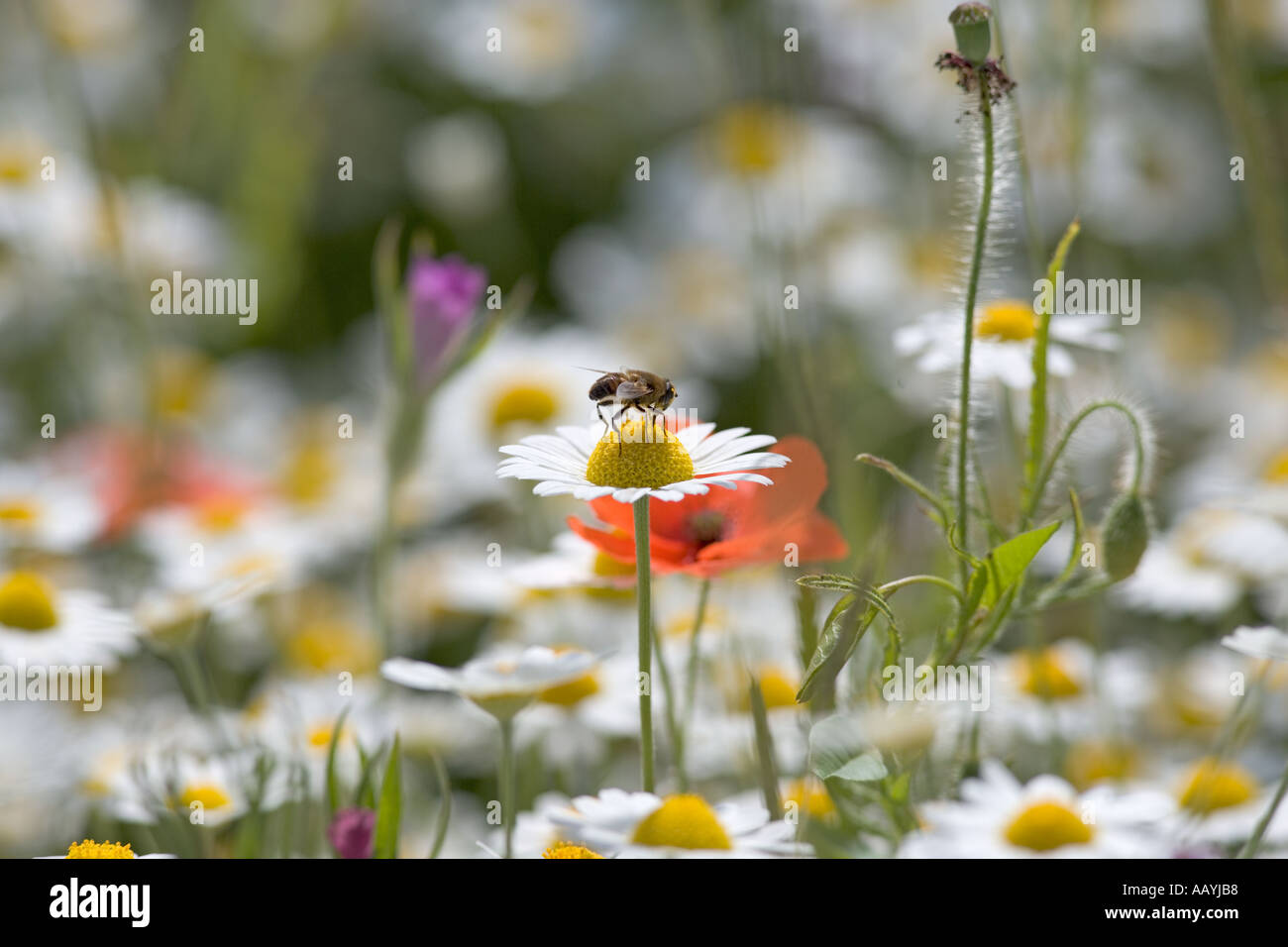 Wildflower insects hi-res stock photography and images - Alamy