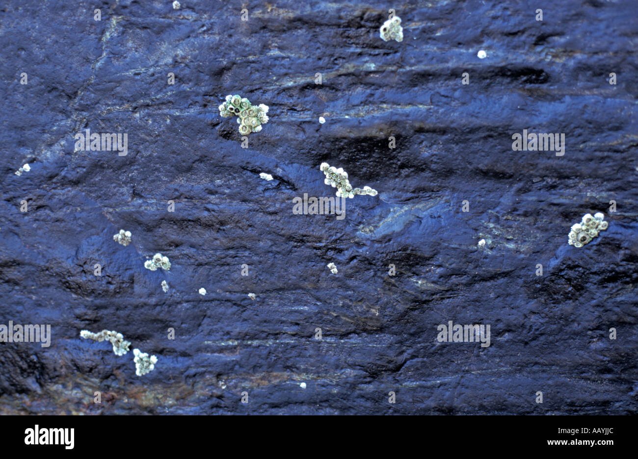Shell patterns on rocks in St Ives, Cornwall. Stock Photo