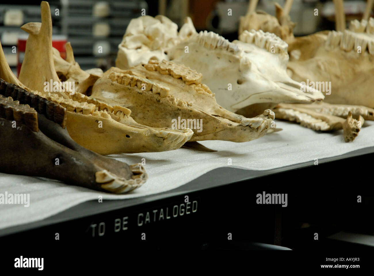 Modern and fossil skulls for comparison in research lab, Page Museum, Rancho La Brea Stock Photo