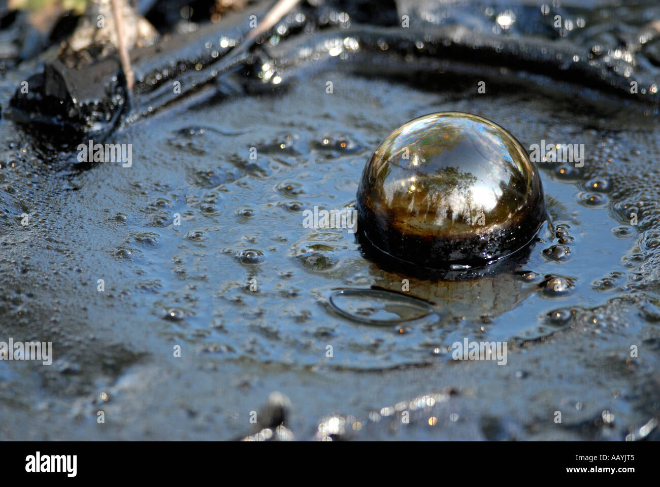 Methane bubble in asphalt seep, La Brea Tar Pits, Page museum, Los Angeles, California Stock Photo