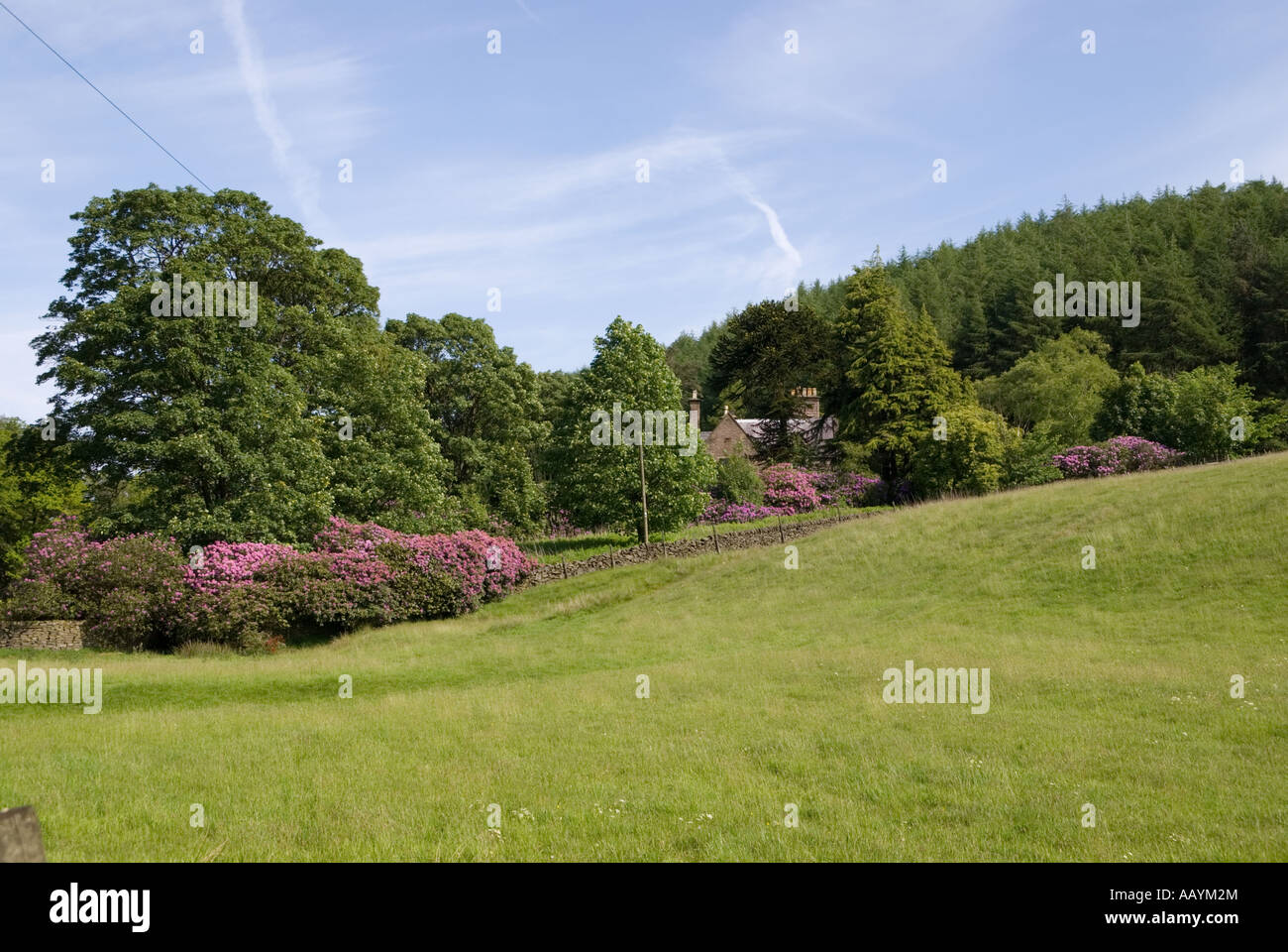 Wildboarclough Rhododendrons Stock Photo