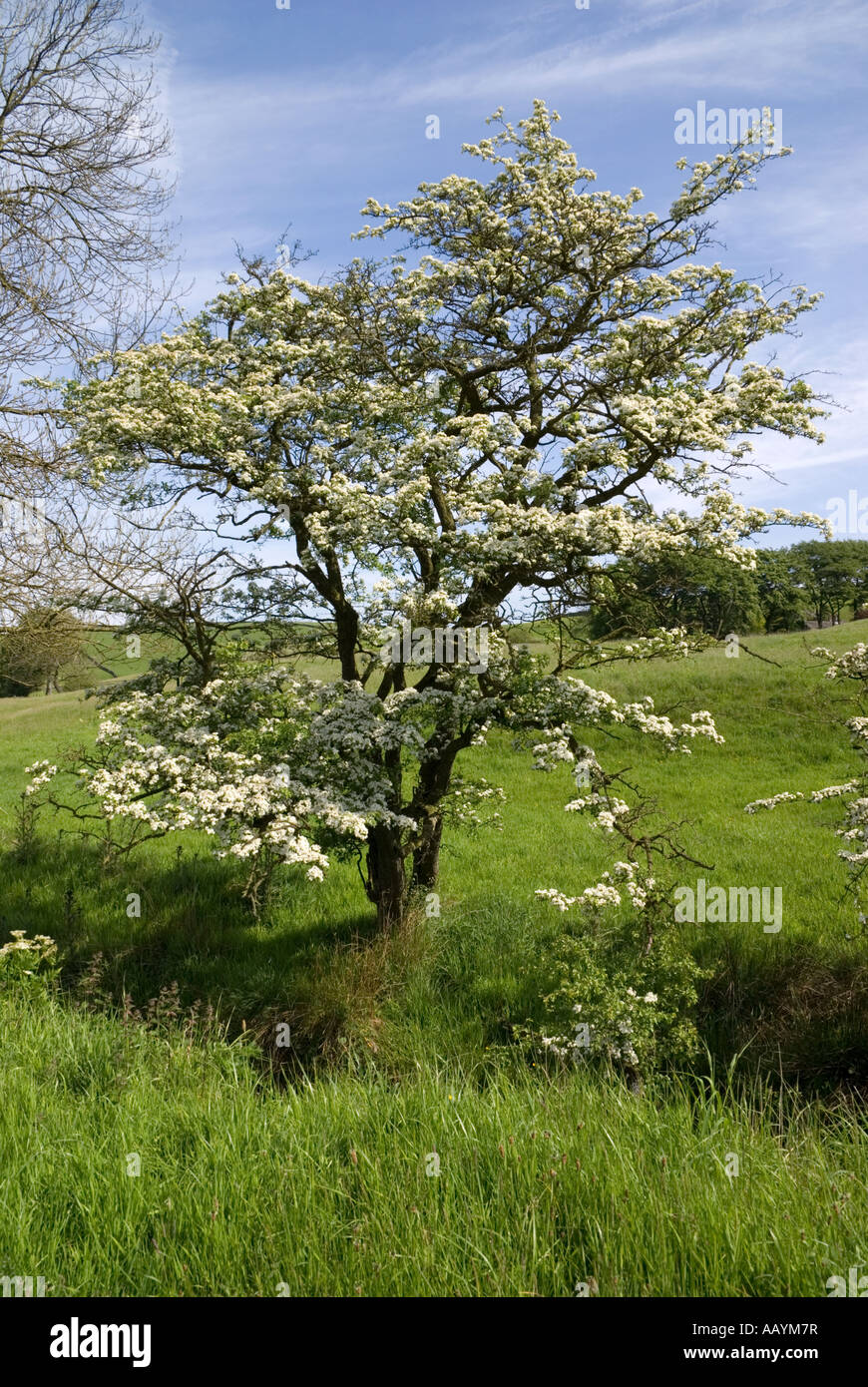 Flowering May Tree in Wildboarclough, Cheshire Stock Photo