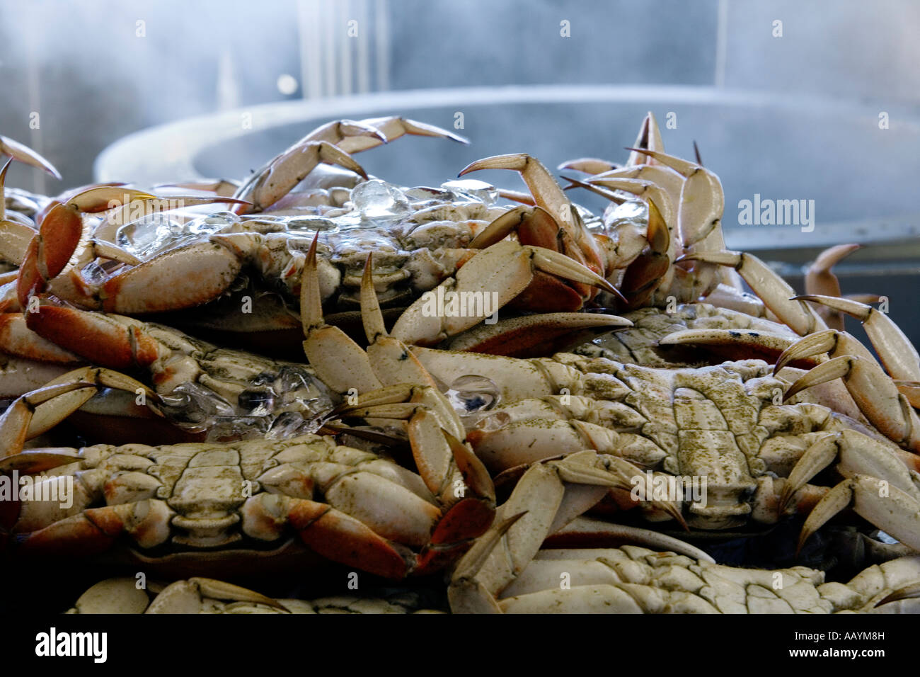 Dungeness crab california feast hires stock photography and images Alamy
