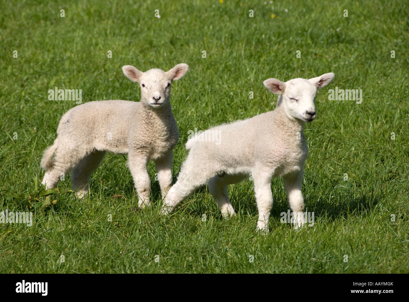 Lambs in Wildboarclough Stock Photo