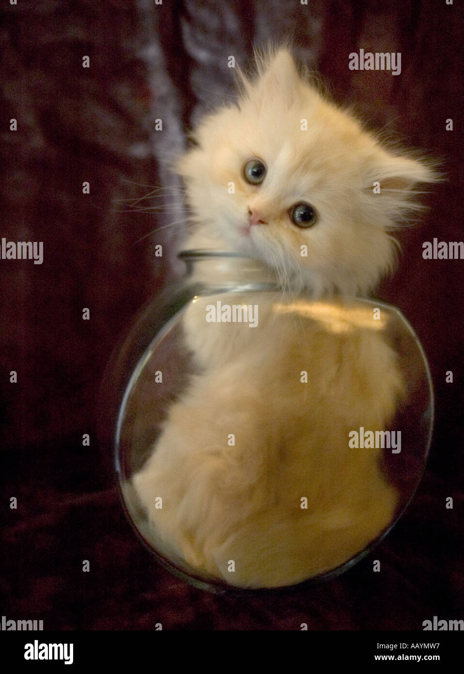 Cute white persian kitten stuck in glass fish bowl facing camera Stock