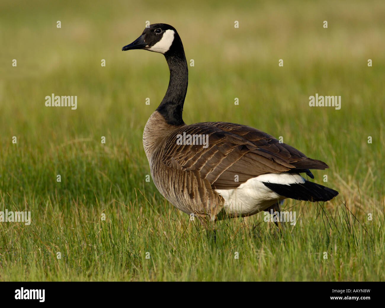 Canada Goose at Bluestem Prairie within a Greater Prairie Chicken Lek  Minnesota Stock Photo - Alamy