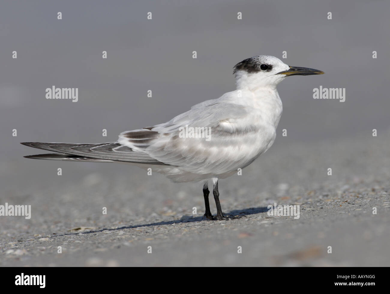 Sandwich Tern on the beach at Fort DeSoto Park, Tierra Verde, Florida Stock Photo