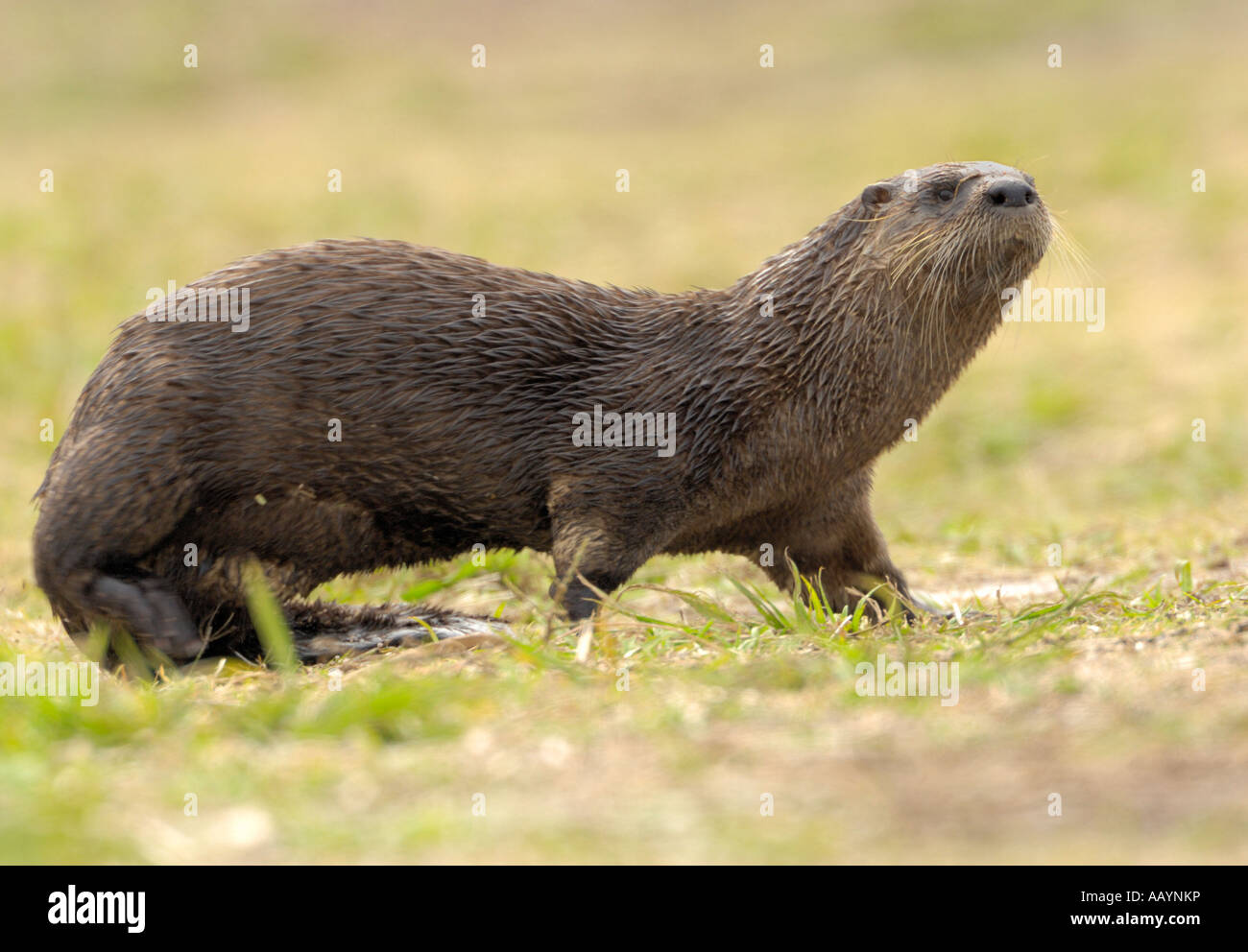 River otter florida hi-res stock photography and images - Alamy