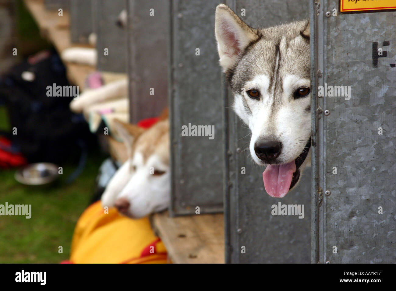 siberian Husky dogs at Three Counties