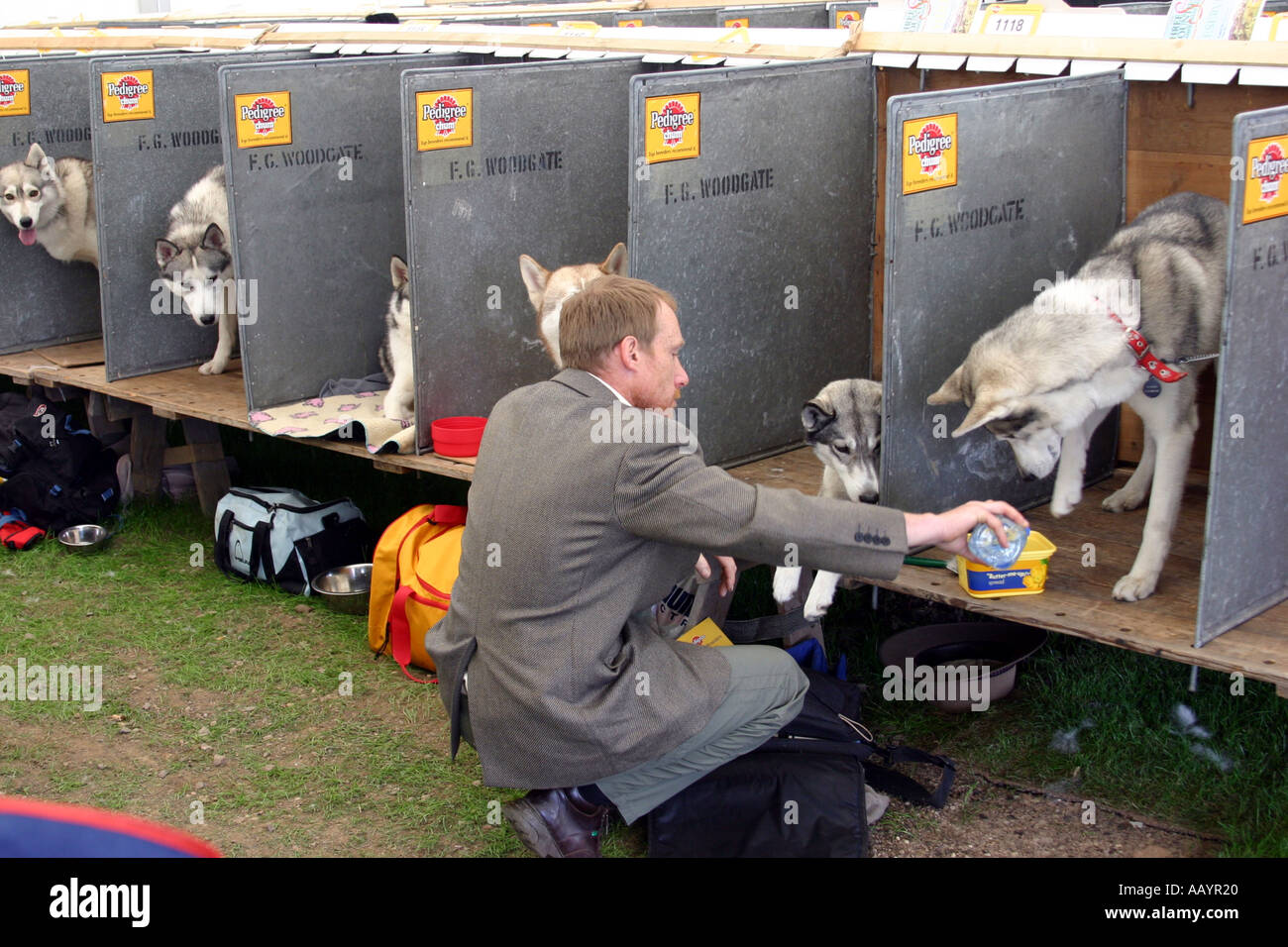 siberian Husky dogs at Three Counties Dog Show Malvern Worcestershire UK June 2005 Stock Photo siberian Husky dogs at Three Counties Dog Show Malvern Worcestershire UK June 2005 Stock Photo