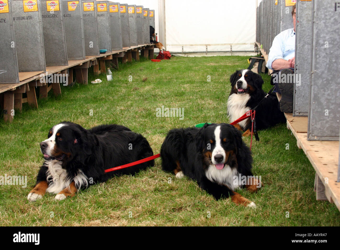man sitting with his three Bernese Mountain Dogs at the Three Counties Dog Show Malvern man sitting with his three Bernese Mountain Dogs at the Three Counties Dog Show Malvern