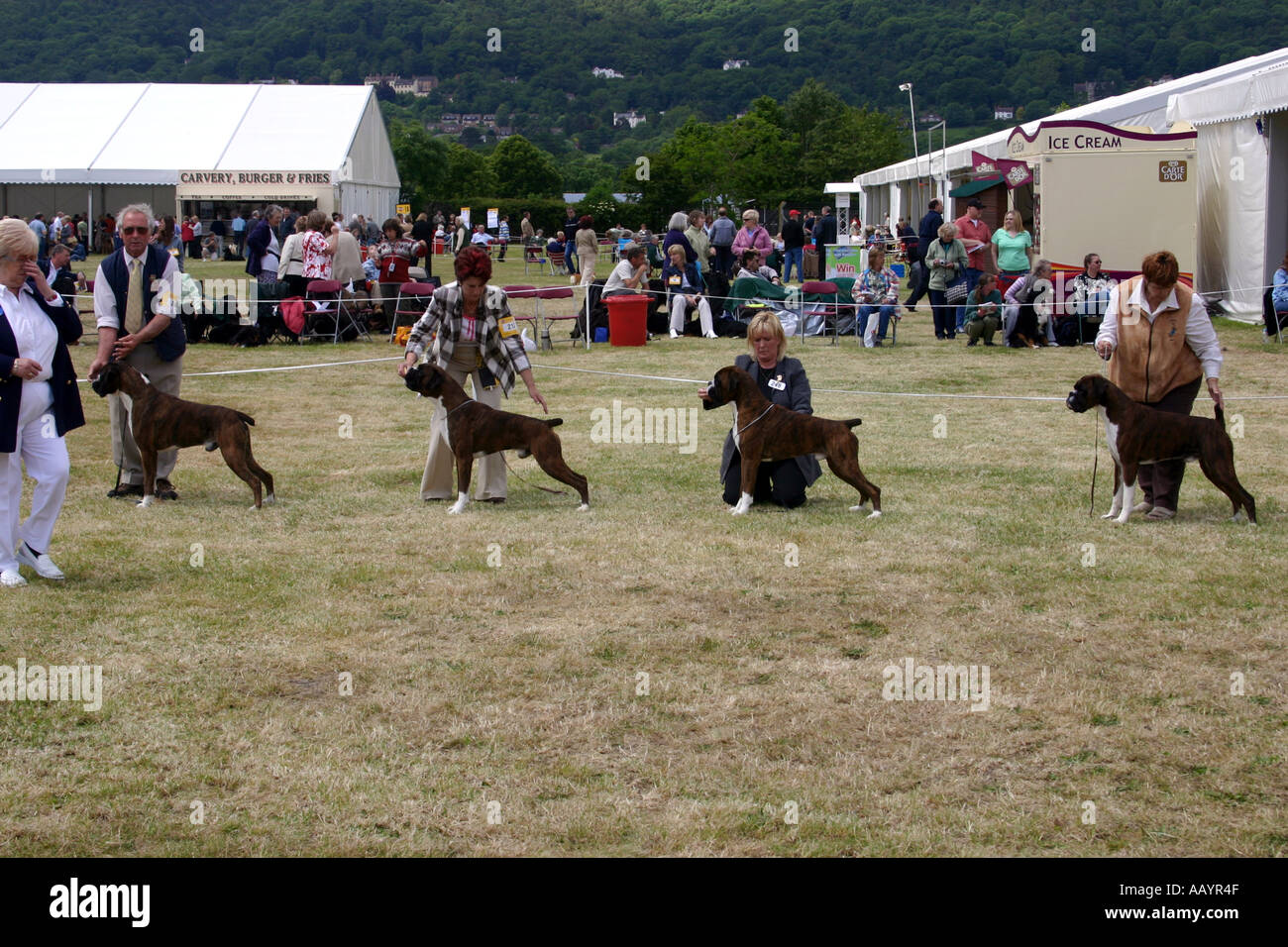 dog owners at three counties dog show malvern worcs Boxer dogs being judged Stock Photo Alamy dog owners at three counties dog show malvern worcs Boxer dogs being judged Stock Photo Alamy
