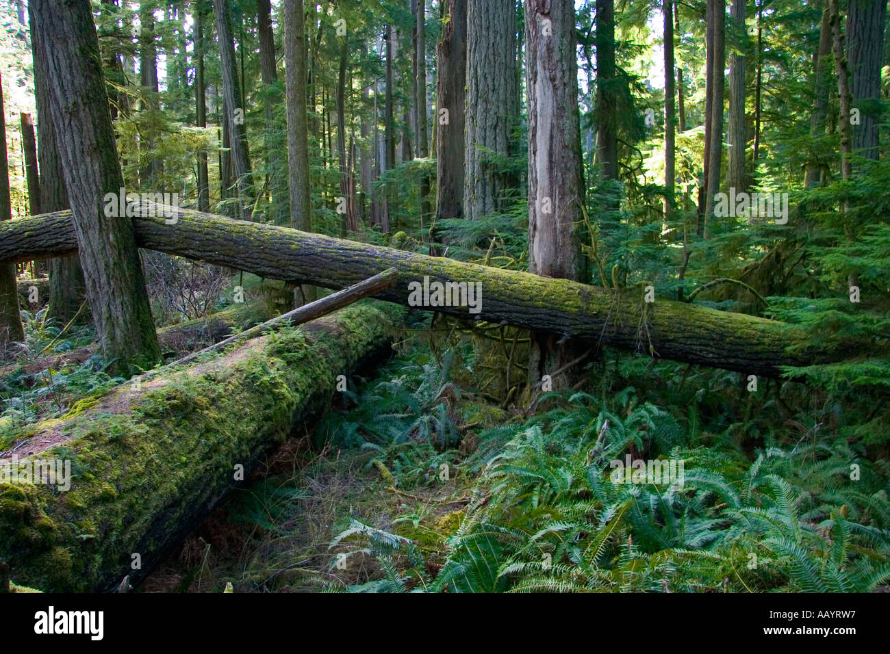 West Coast Tree Cathedral Grove Vancouver Island Stock Photo Alamy
