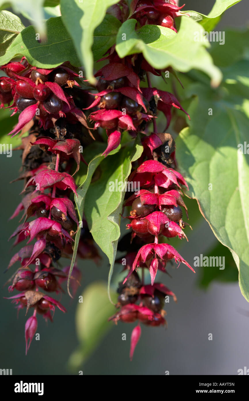 Pheasant Berry Stock Photo