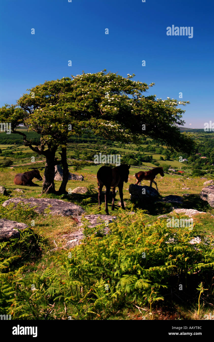 Dartmoor ponies sheltering under a tree from midday sun Dartmoor Devon UK Stock Photo