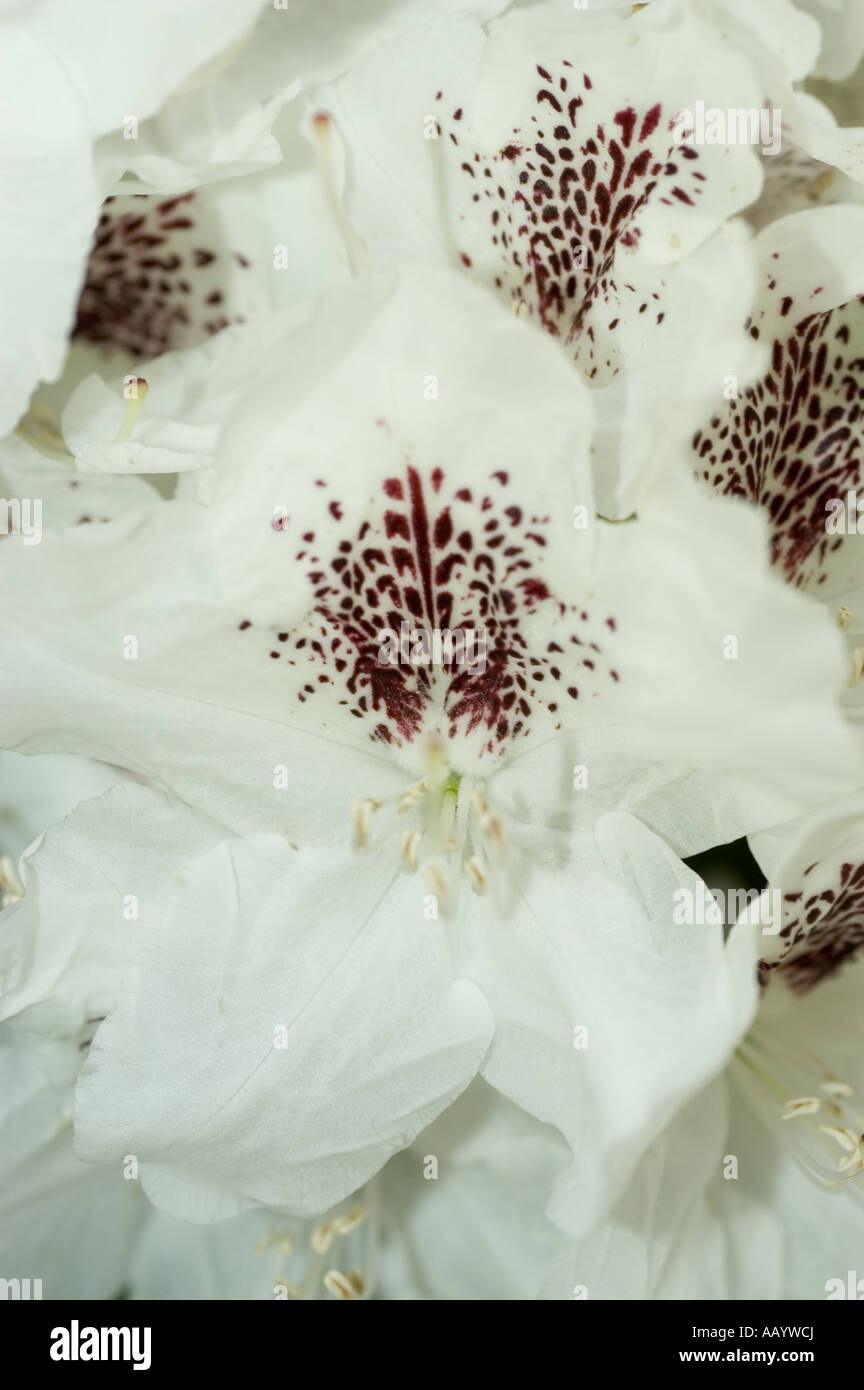 Close-up of white spring azalea flowers, Rhododendron 'Gudrun', featuring  delicate petals and dark speckled throats in a soft garden setting Stock  Photo - Alamy