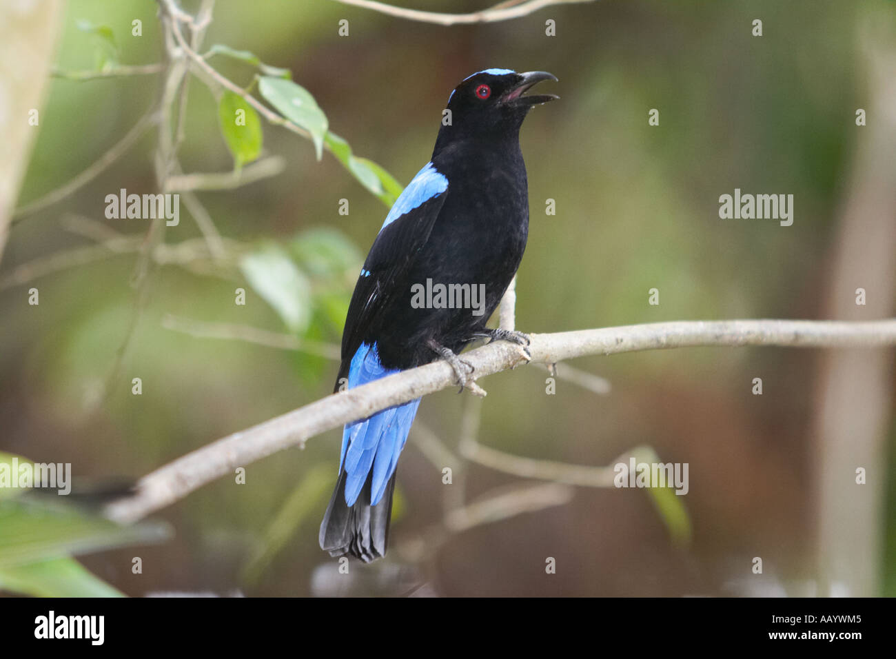 Asian fairy bluebird singing. Langkawi Bird Paradise, Langkawi, Malaysia. Stock Photo