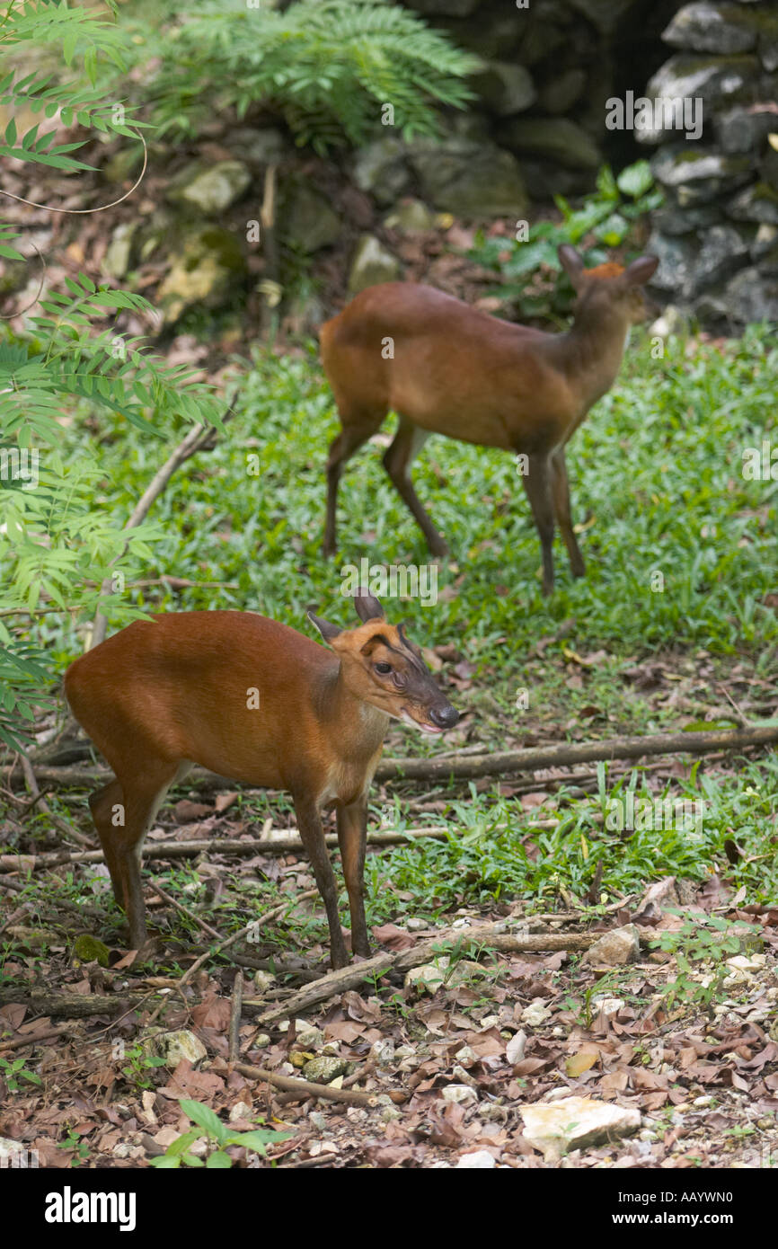 Itni tishlaydi Styuardessaning sikilishi videosini tomosha qiling