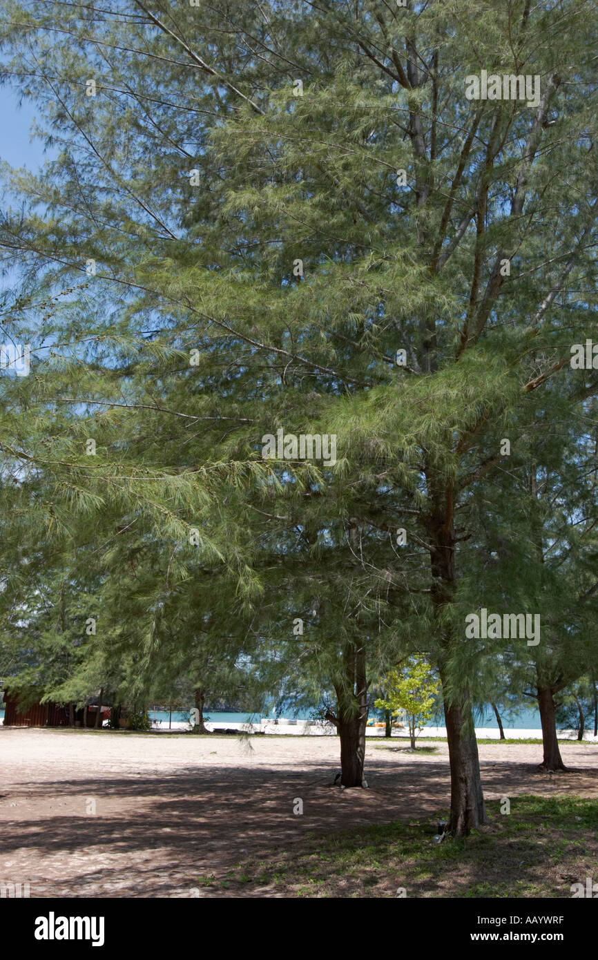 Casuarina trees (Scientific name: Casuarina equisetifolia) growing on Tanjung Rhu beach. Langkawi island, Malaysia. Stock Photo