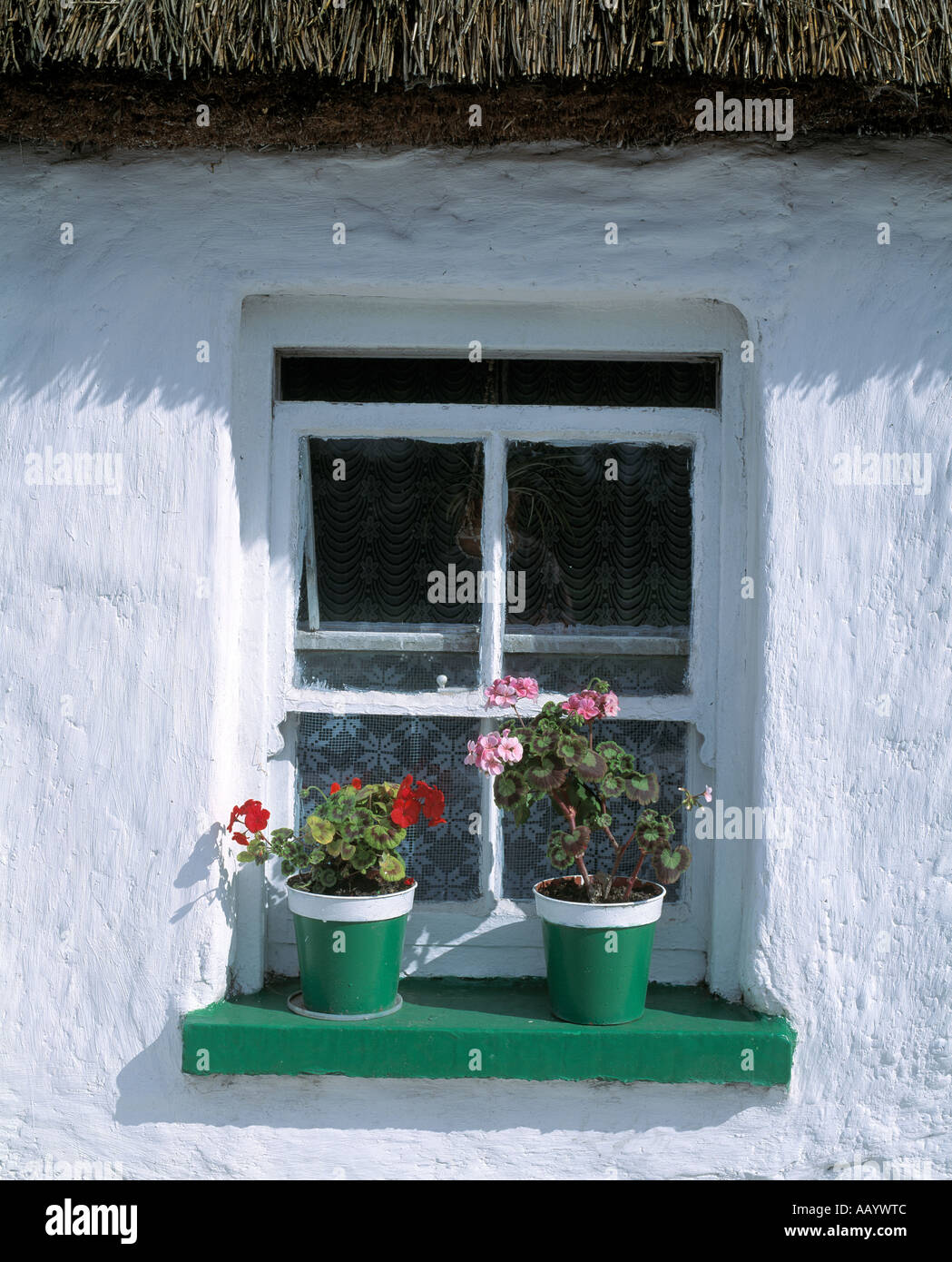 window box with flowers sits on the sill of an old irish thatched house Stock Photo
