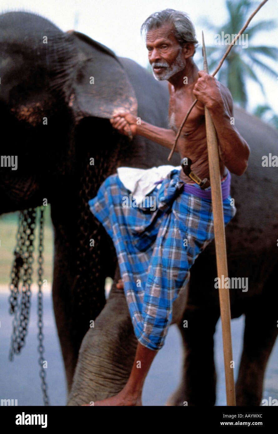 mahout dismounting from his elephant Stock Photo
