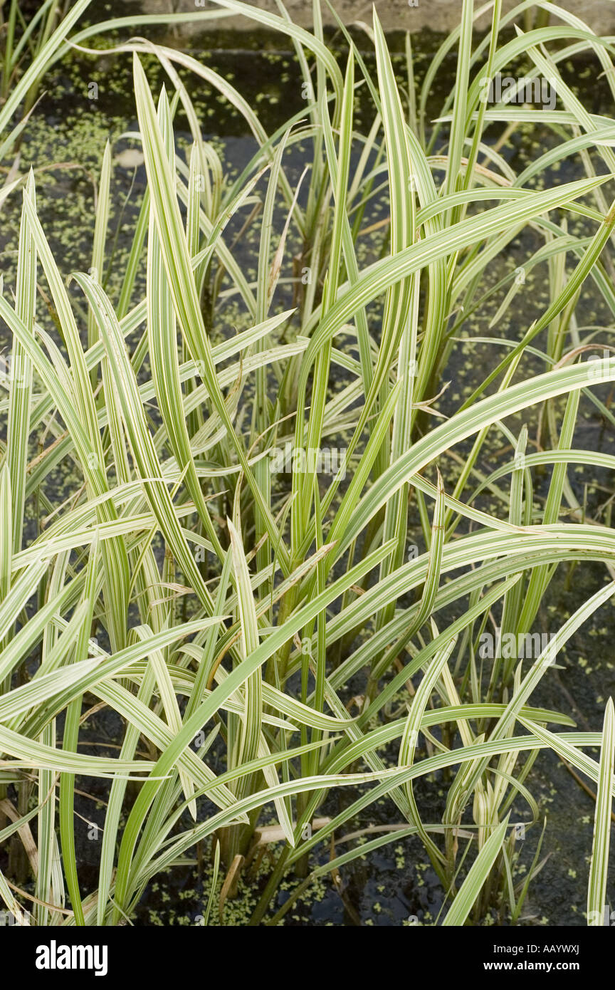 reed mannagrass - Poaceae - Glyceria maxima var. Variegata Stock Photo