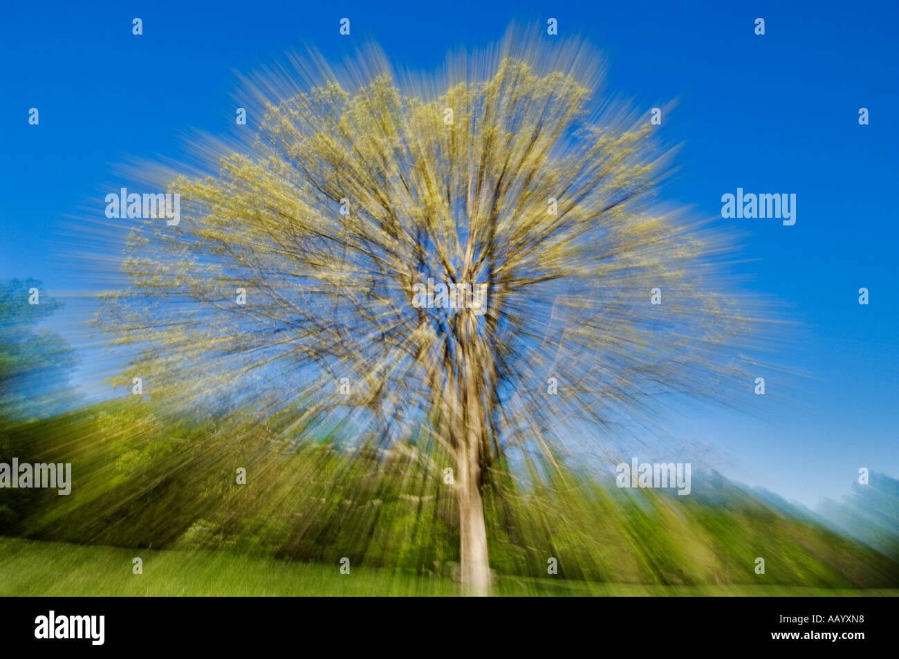 Tree Exploding Effect Exploding effect hi-res stock photography and images - Alamy