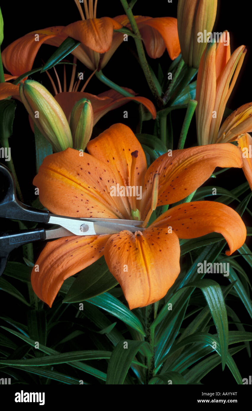 Hybridising Lily Step 1 Cut stamens from flower Stock Photo