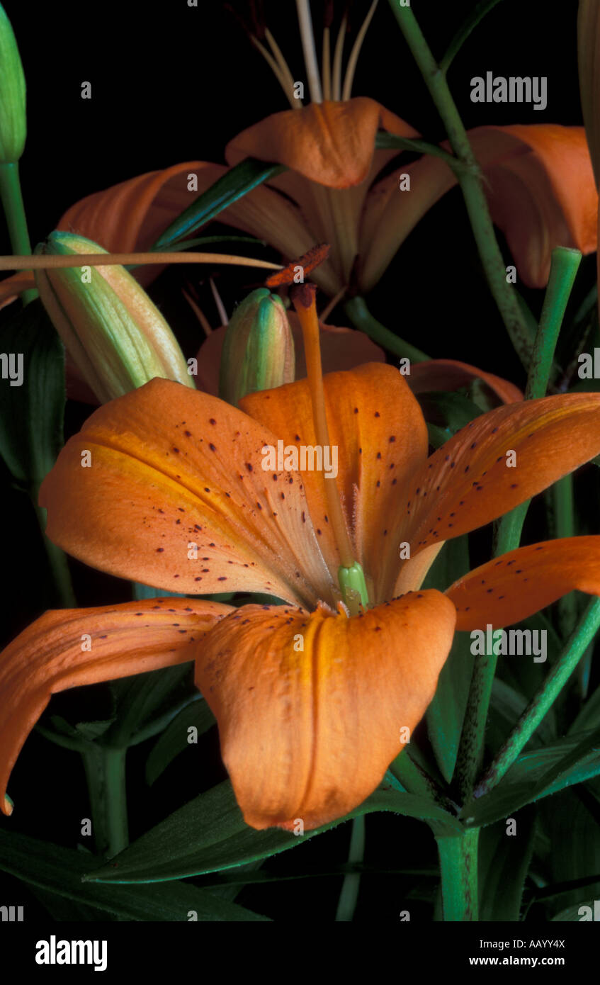 Hybridising Lily Step 2 Take pollen from another flower and place on stigma Stock Photo
