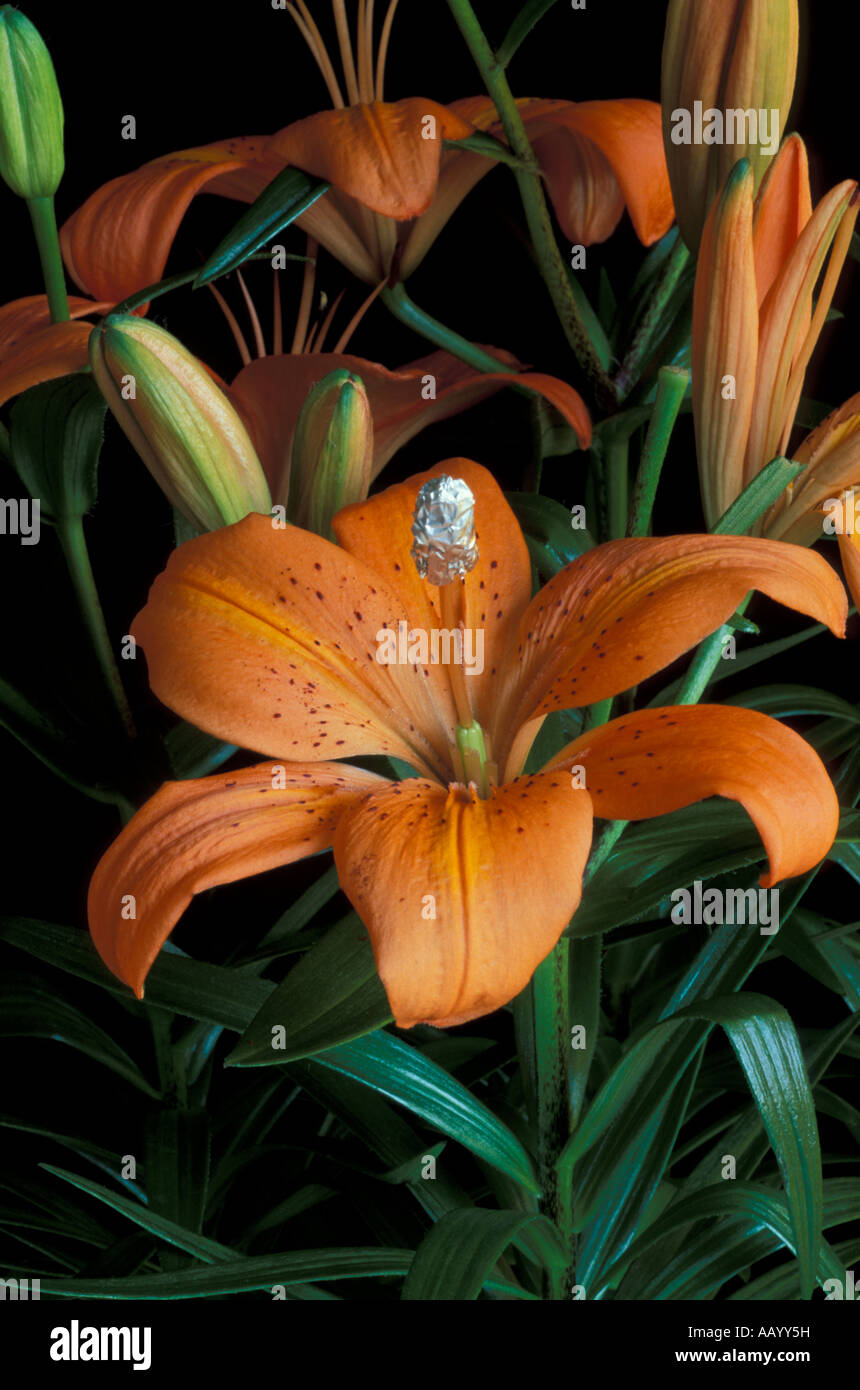 Hybridising Lily Step 3 Cover pollinated stigma with foil cap to prevent further pollination Stock Photo