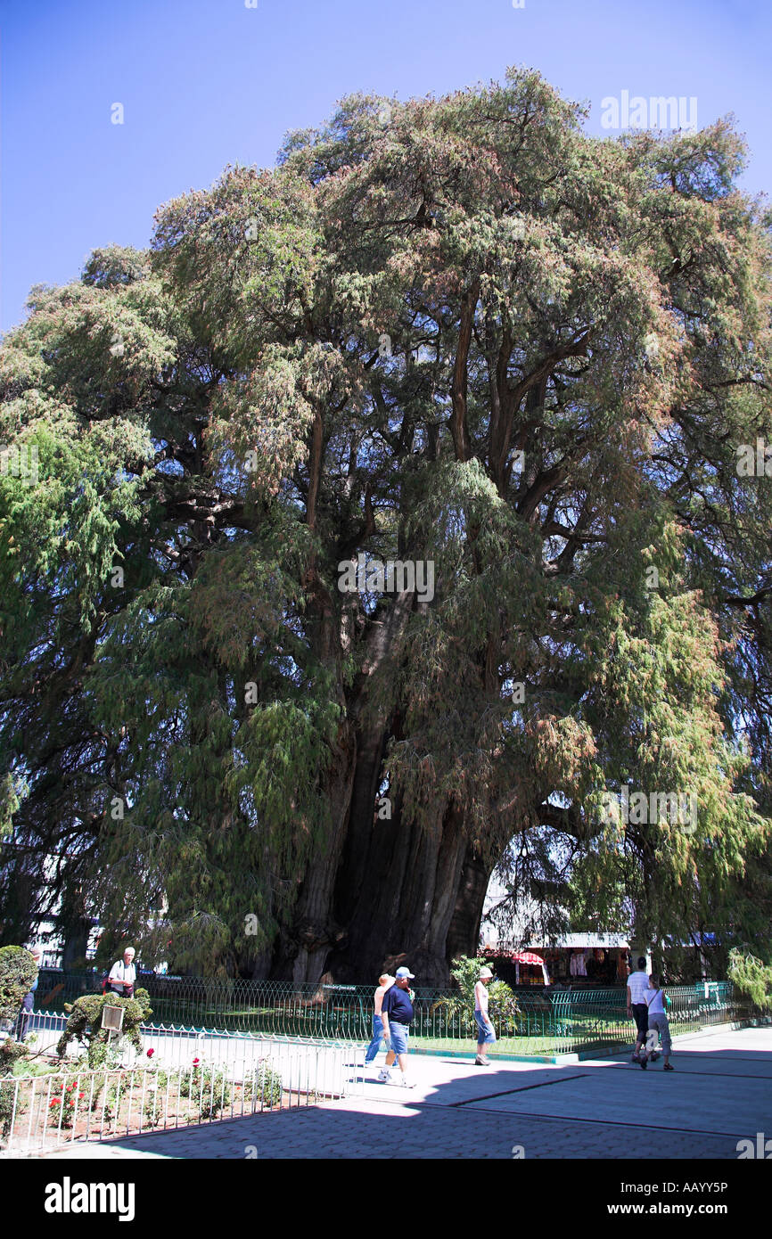 Giant Cypress Tule Tree, Arbol del Tule, Santa Maria del Tule, Ahuehuete, near Oaxaca, Oaxaca State, Mexico Stock Photo