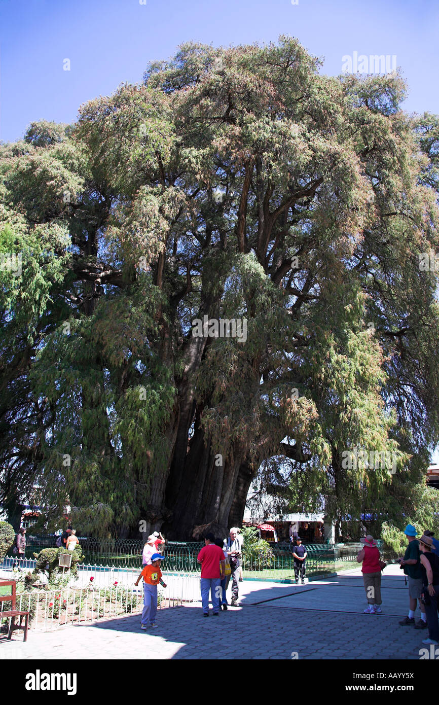 Giant Cypress Tule Tree, Arbol del Tule, Santa Maria del Tule, Ahuehuete, near Oaxaca, Oaxaca State, Mexico Stock Photo