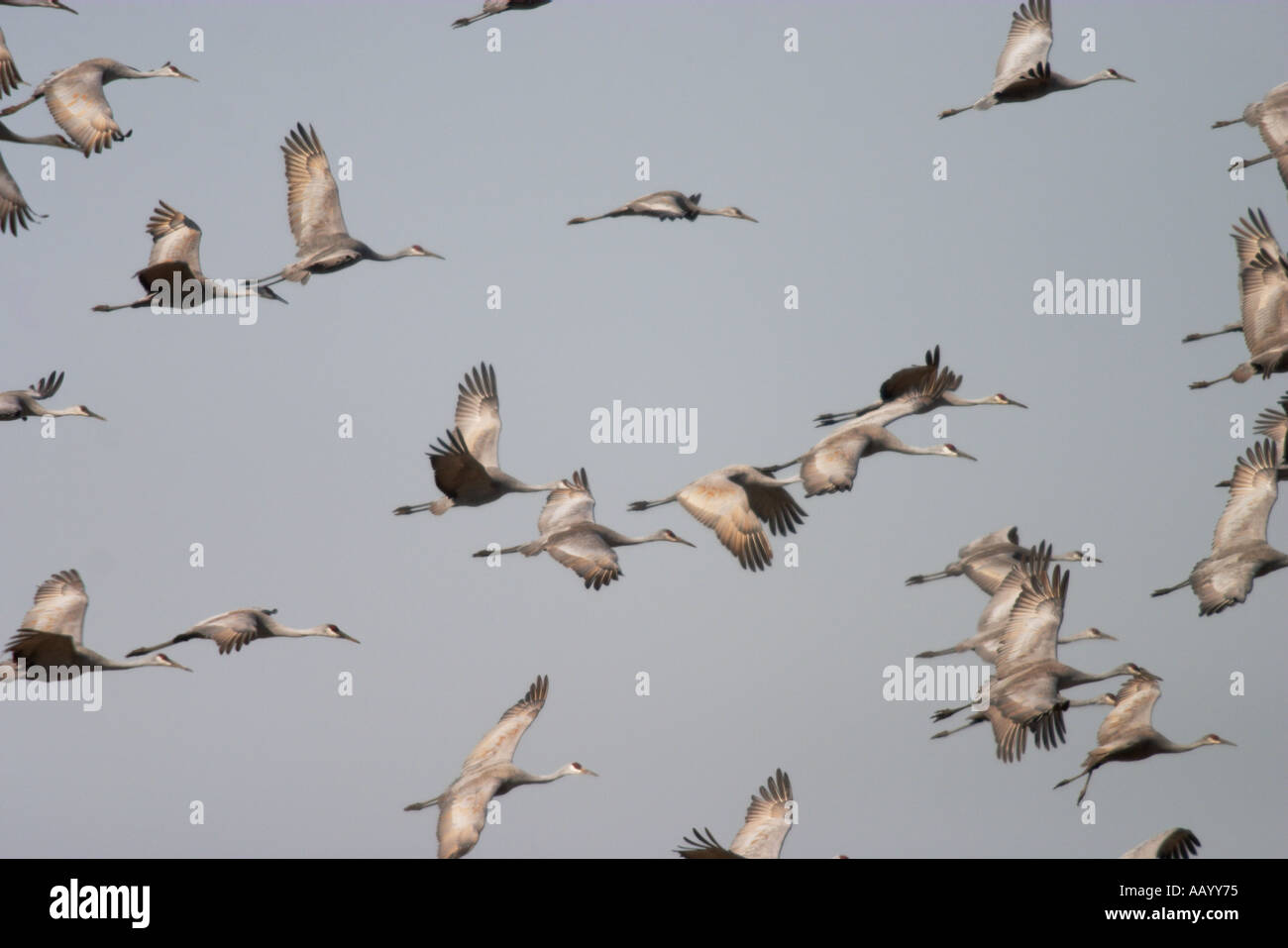 Sandhill Cranes at the Hiwassee Wildlife Refuge in Tennessee Stock Photo