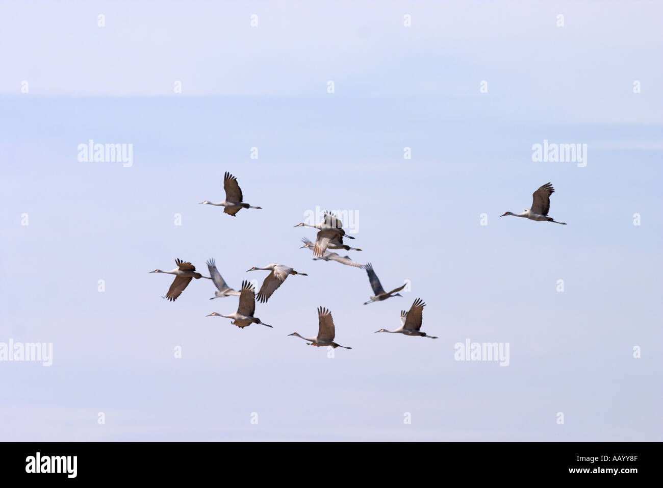 Sandhill Cranes at the Hiwassee Wildlife Refuge in Tennessee Stock Photo