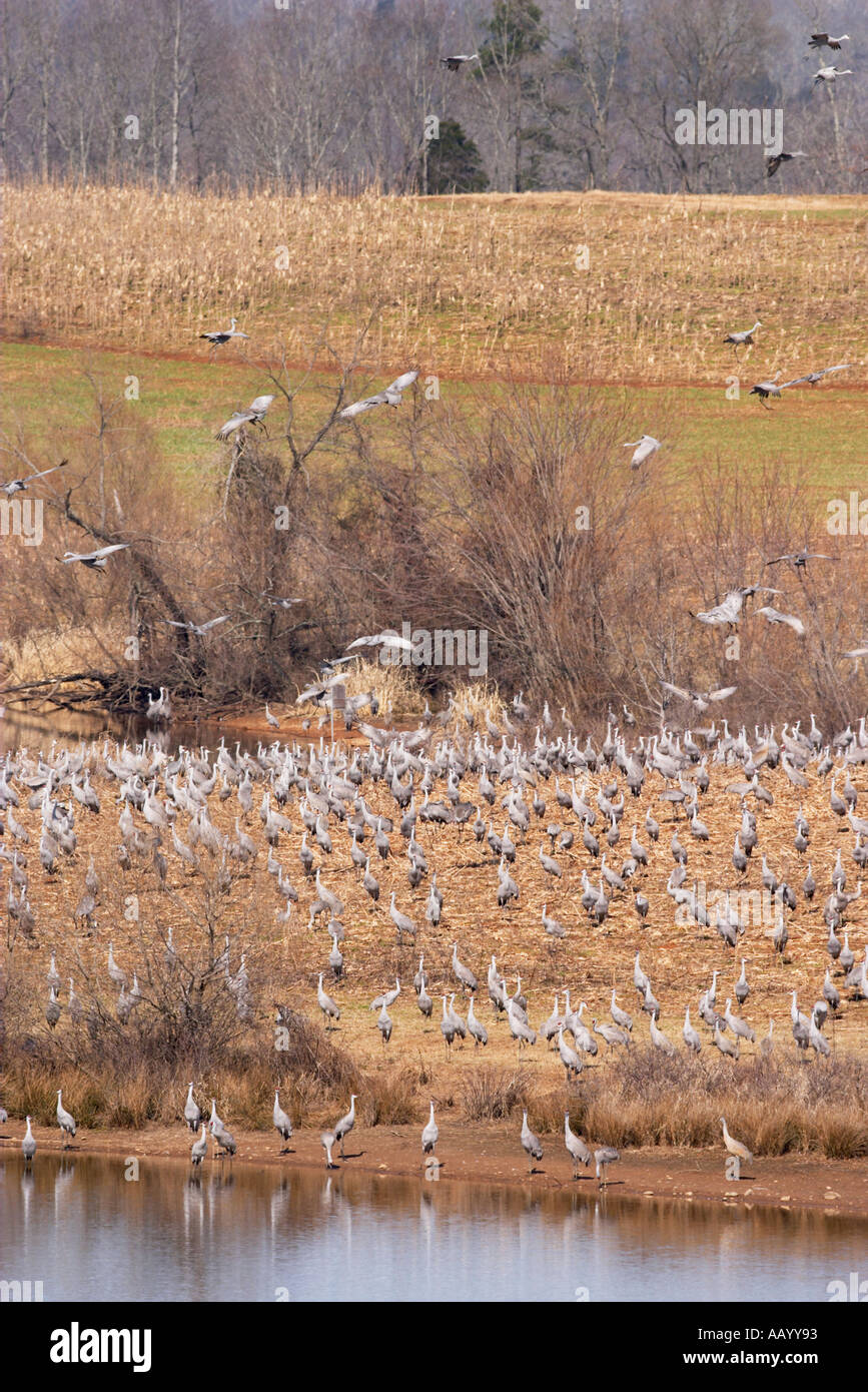 Sandhill Cranes at the Hiwassee Wildlife Refuge in Tennessee Stock Photo