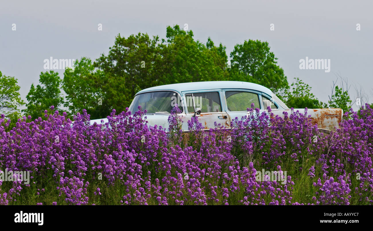 Old antique car with purple flowers growing around it Stock Photo - Alamy