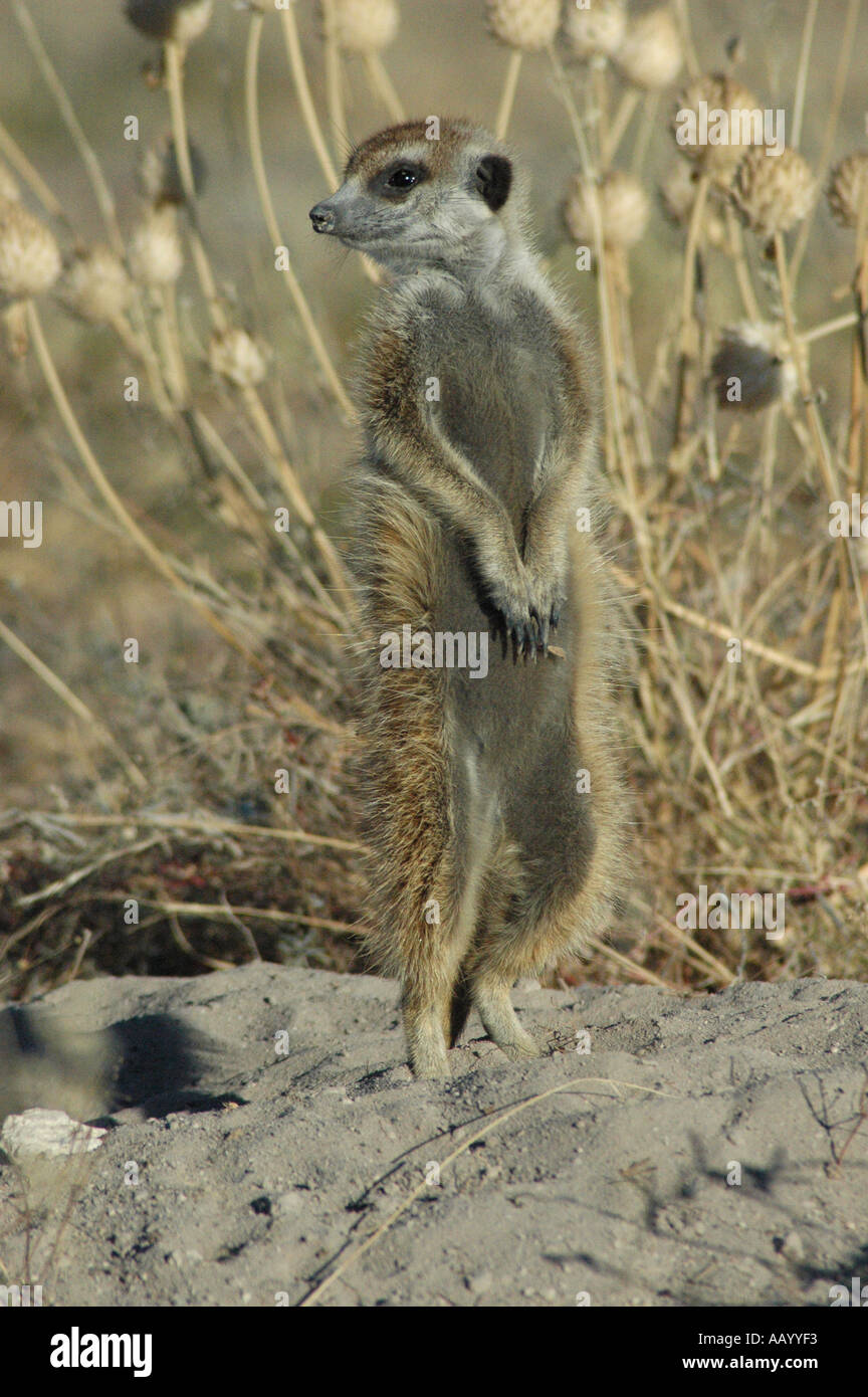 Wild meerkat at Makgadikgadi Kalahari Botswana Stock Photo