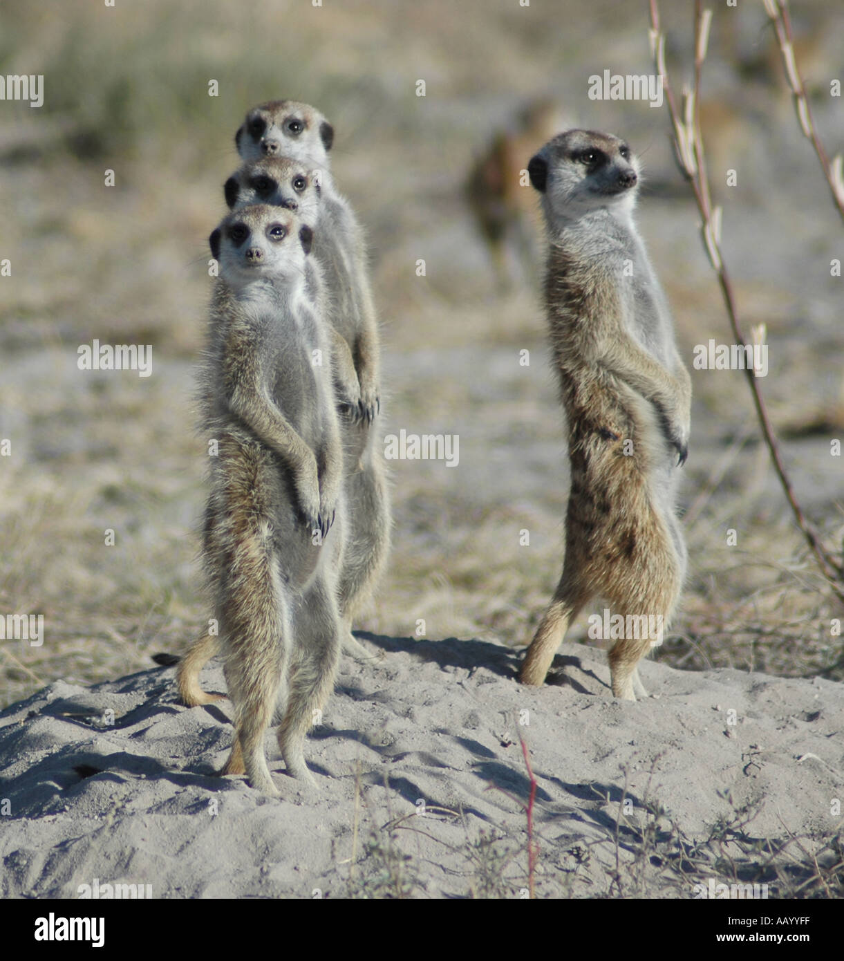 Wild meerkat at Makgadikgadi Kalahari Botswana Stock Photo