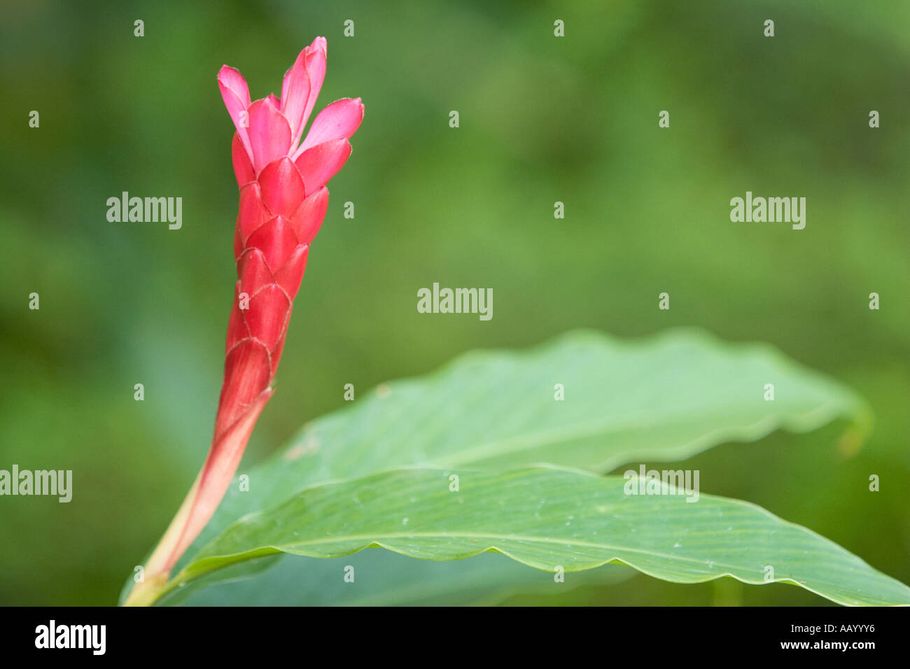 Red ginger. Langkawi island, Malaysia Stock Photo Alamy