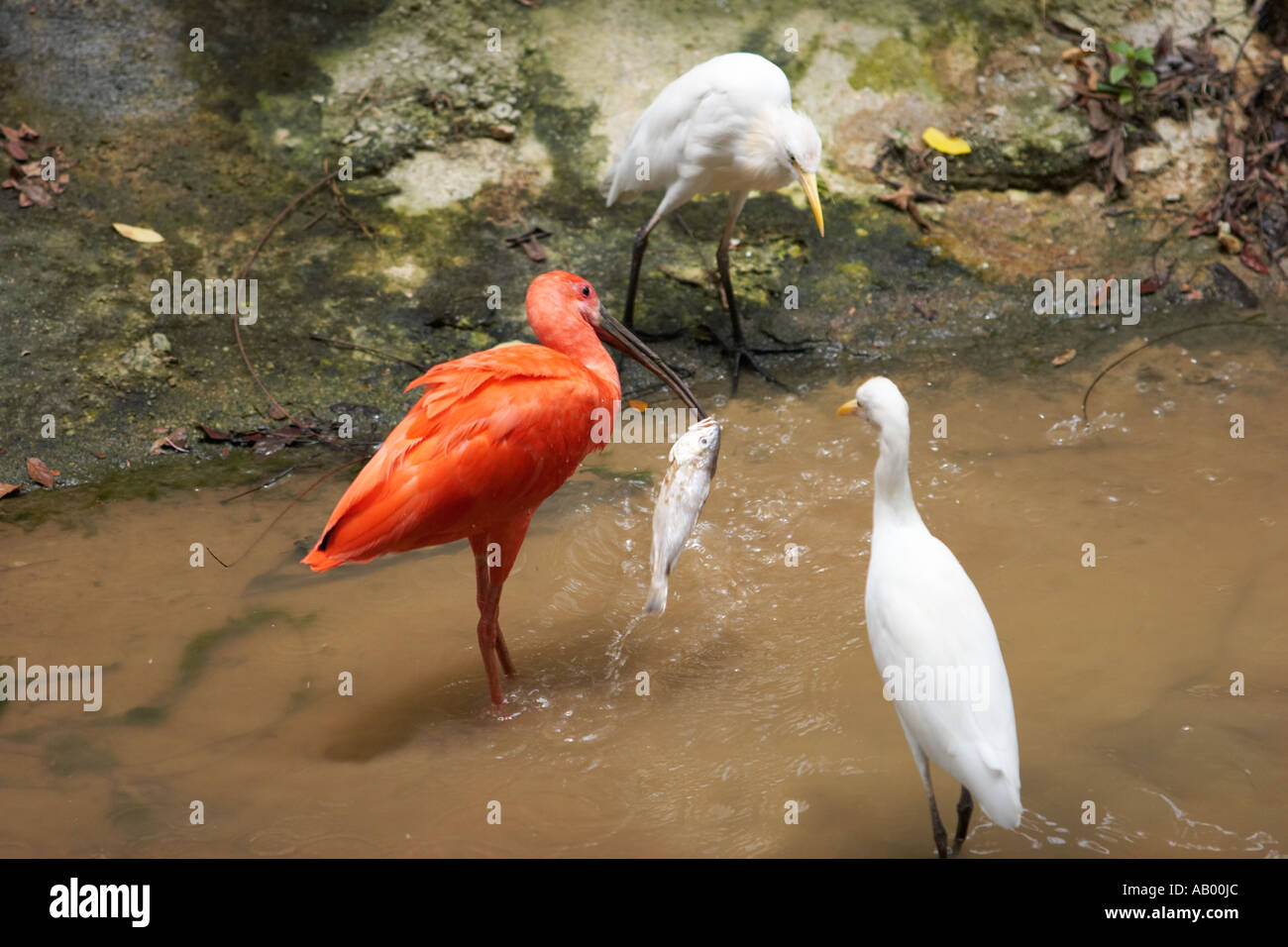 Scarlet ibis feeding on fish in Kuala Lumpur Bird Park. Kuala Lumpur, Malaysia. Stock Photo