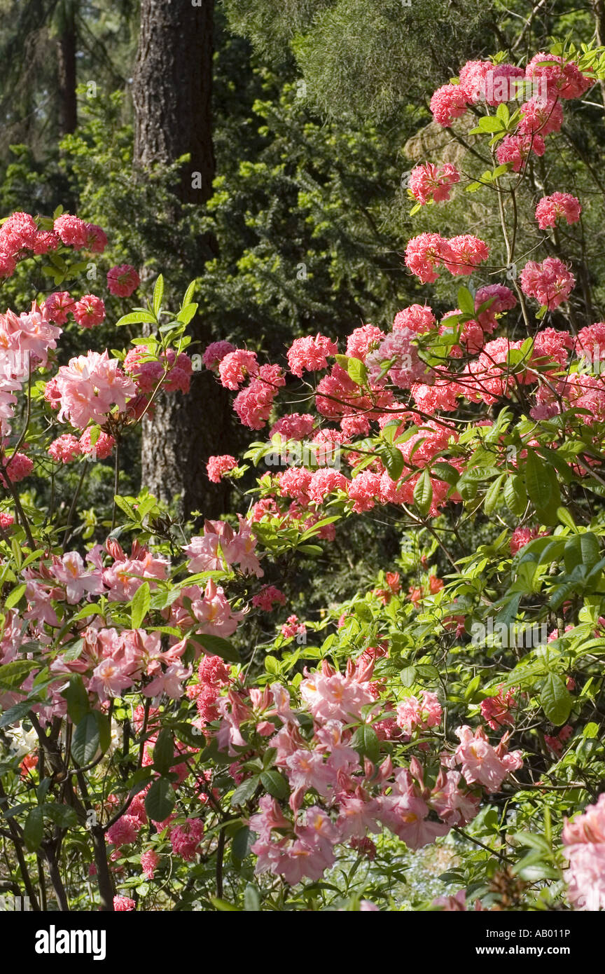 Azalea Rhododendron Tree Lush pink many Azalea Rhododendron blooming flowers in a vibrant spring ...